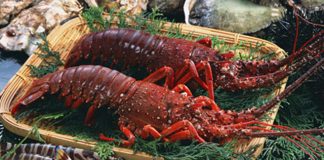 Tôm hùm đỏ - Đặc sản ở Côn Đảo